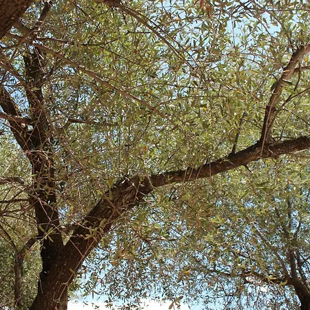 I Caselli, Mini Vue Dans Calme Et Arboree Semesterbostad *